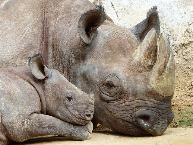nosorožec a mládě