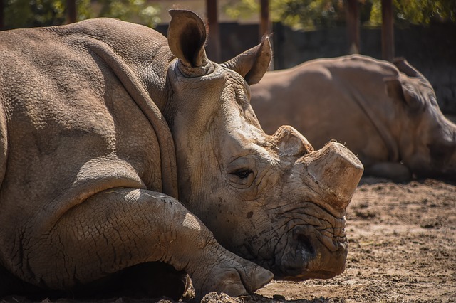nosorožec v zoo