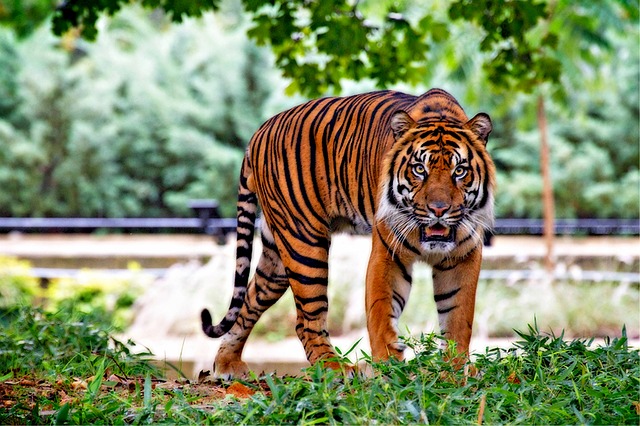tygr sumaterský